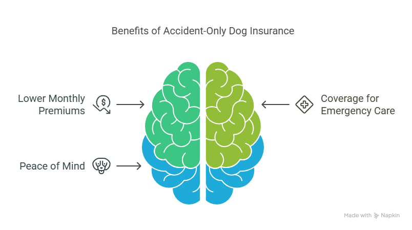 pet insurance for a dog per month